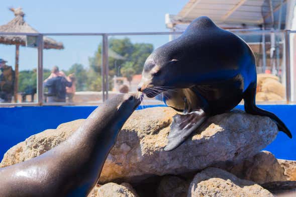 Billet pour Marineland de Majorque