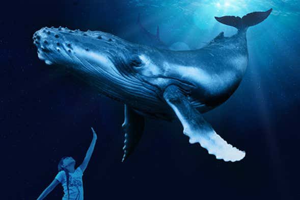 Billet pour le Palma Aquarium